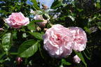 Graciosa rose photo