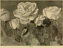 Lady Mary Fitzwilliam rose photo