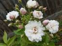 Mary Washington rose photo
