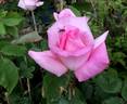 Grace de Mónaco rose photo