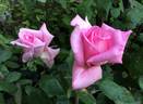 Grace de Mónaco rose photo