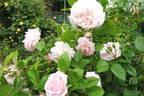 Graciosa rose photo