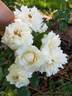 Kronprinzessin Viktoria rose photo