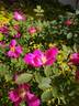 Magenta Flamingo rose photo