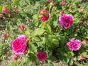 Catinat rose photo