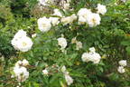 Weisse Wolke rose photo