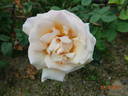 Champagne rose photo
