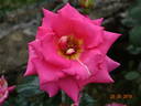 Fragrance rose photo