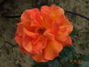 Hallé rose photo
