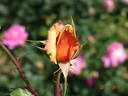 Lolita ® rose photo
