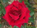 Perfectly Red ™ rose photo