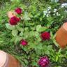 Geduldsfaden rose photo