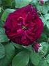 Rook rose photo