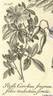 <i>Rosa humilis</i> Besser, syn. rose photo