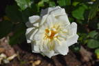 Saratoga rose photo