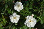 Saratoga rose photo