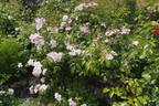 Xantippe rose photo