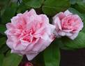 Martha rose photo