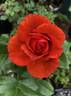 Laura Bush ™ rose photo