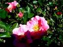 Rose d'Annecy ® rose photo