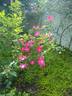 Magenta Flamingo rose photo