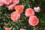 POUldron rose photo