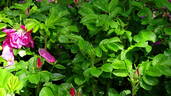 Red Foxi rose photo