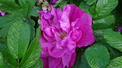Red Foxi rose photo