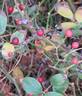 E. N. Ward. rose photo