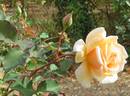 Busybody rose photo