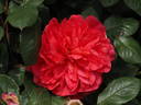 Noortje rose photo