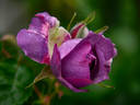 Blue Moments rose photo