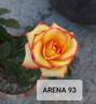 Arena '93 rose photo
