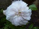 Quatre saisons blanche rose photo