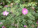 <i>Rosa willmottiae</i> Hemsl. rose photo