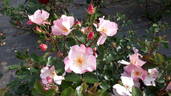 ALB21213P rose photo