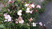 ALB21213P rose photo