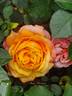 Mango Romantica rose photo