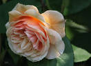 Pegasus rose photo