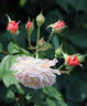 Pegasus rose photo