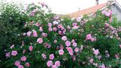 Ilo rose photo
