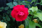 Ramblin' Red rose photo