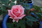 Pierrine rose photo