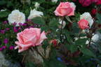 Pierrine rose photo