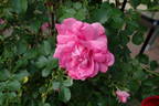 Louis Jolliet rose photo