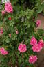 Louis Jolliet rose photo