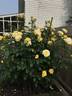 High Voltage rose photo