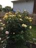 High Voltage rose photo