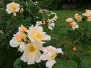 Borut's Power rose photo