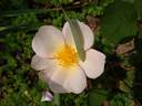 PLTB Crest rose photo